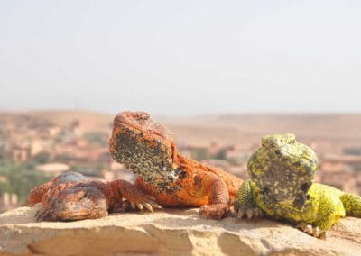 desert animals morocco bg Morocco Desert Safari / Travel Company