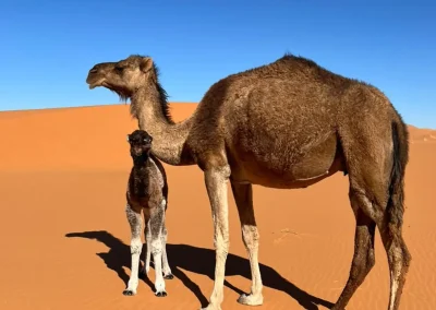 Trekking en Camello de Día y Noche en Merzouga