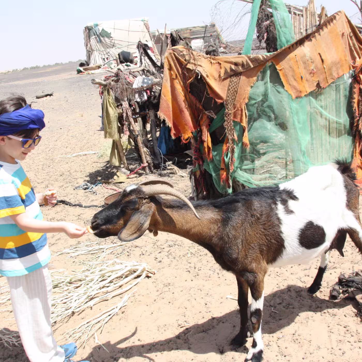 Excursion de un dia al oasis de Safsaf desde Merzouga 