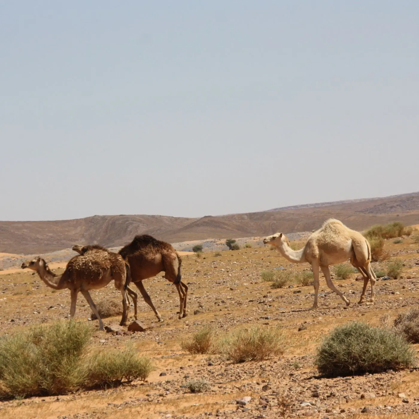 Merzouga Excursión de un Día a Gara Medouar