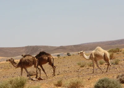 merzouga day trip safsaf oasis