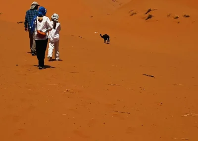 day and night camel trek in merzouga