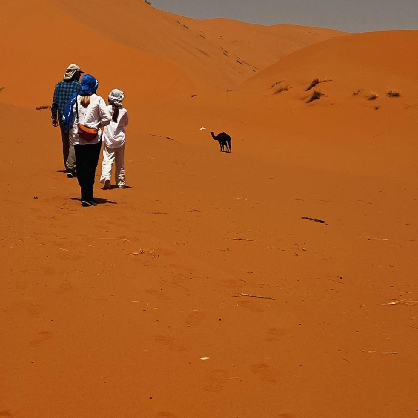 Trekking en Camello de Día y Noche en Merzouga