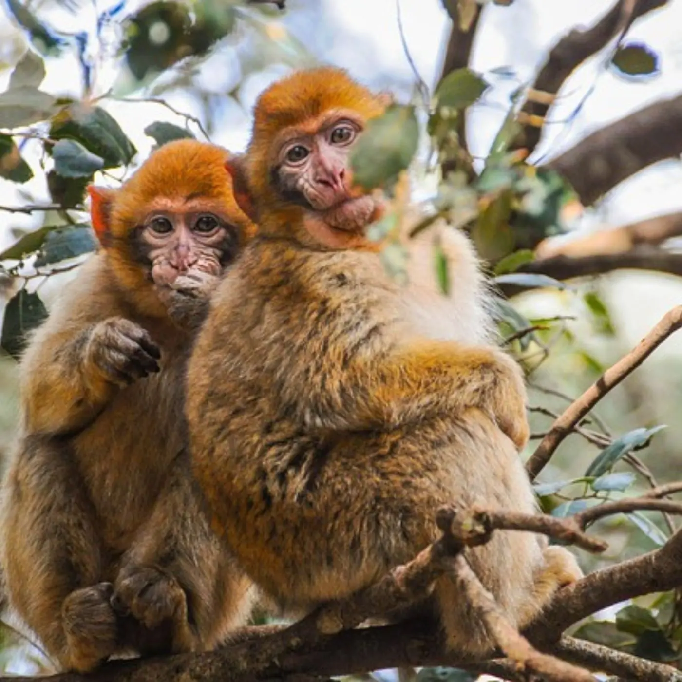 4 day tour from fes to desert and Marrakech 4 day tour from fes to desert and Marrakech