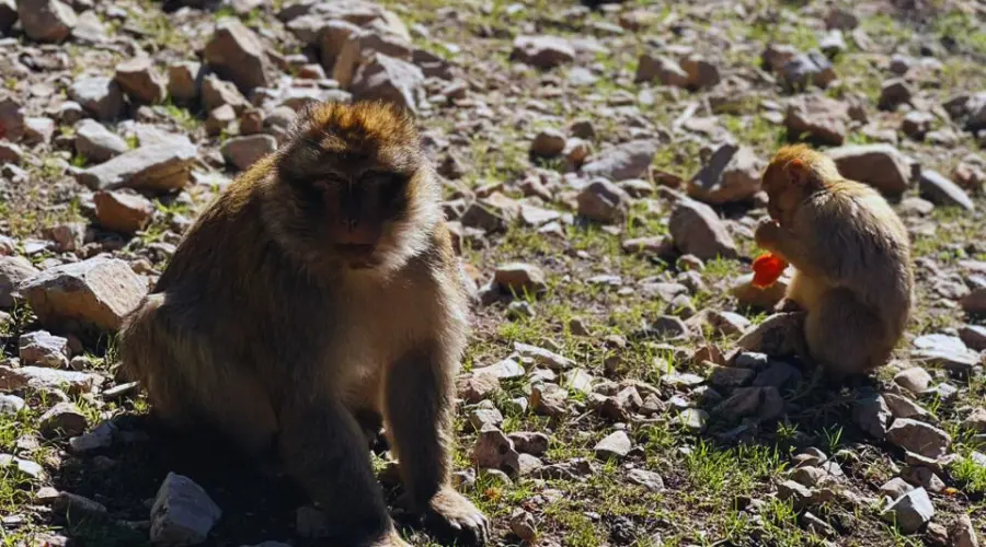 fes to sahara desert tour  full local guide 