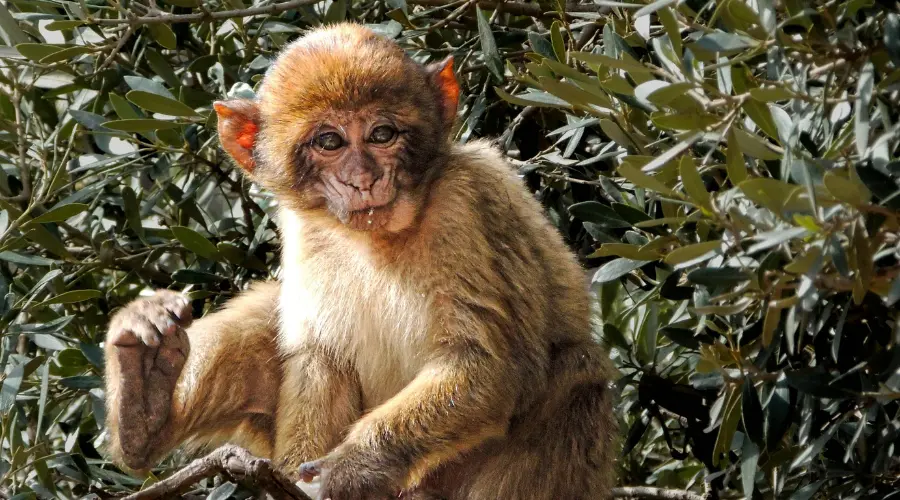 fes to marrakech desert tour complete travel guide 