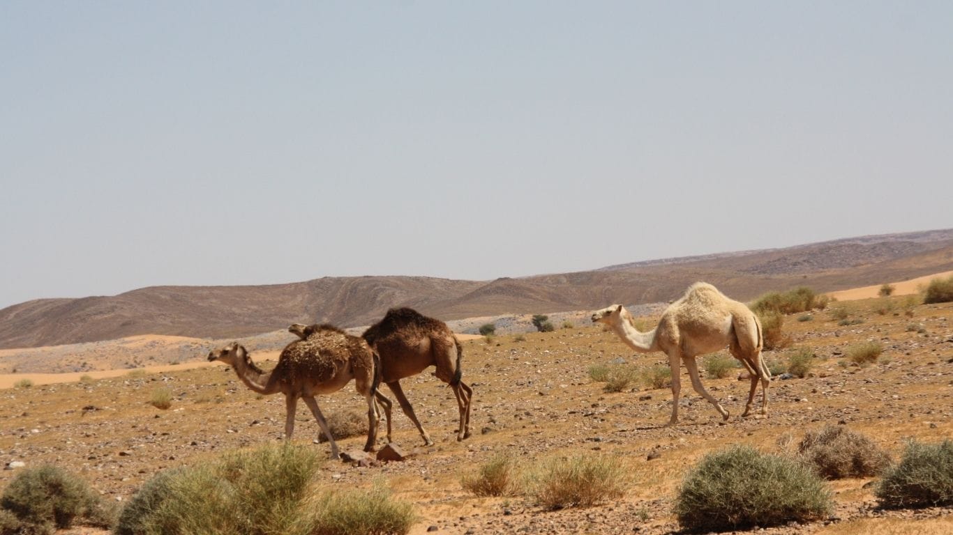 Excursion de un dia al oasis de Safsaf desde Merzouga Excursion de un dia al oasis de Safsaf desde Merzouga