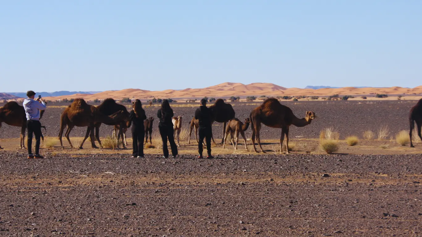 12 Amazing Things to Do in Merzouga 12 Amazing Things to Do in Merzouga
